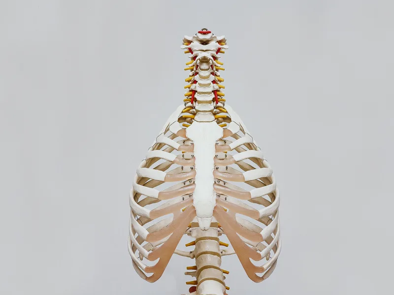 How X-Rays works at Strong Roots Chiropractic